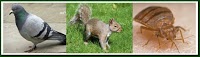 Wee Critters Pest Control Services 375499 Image 7